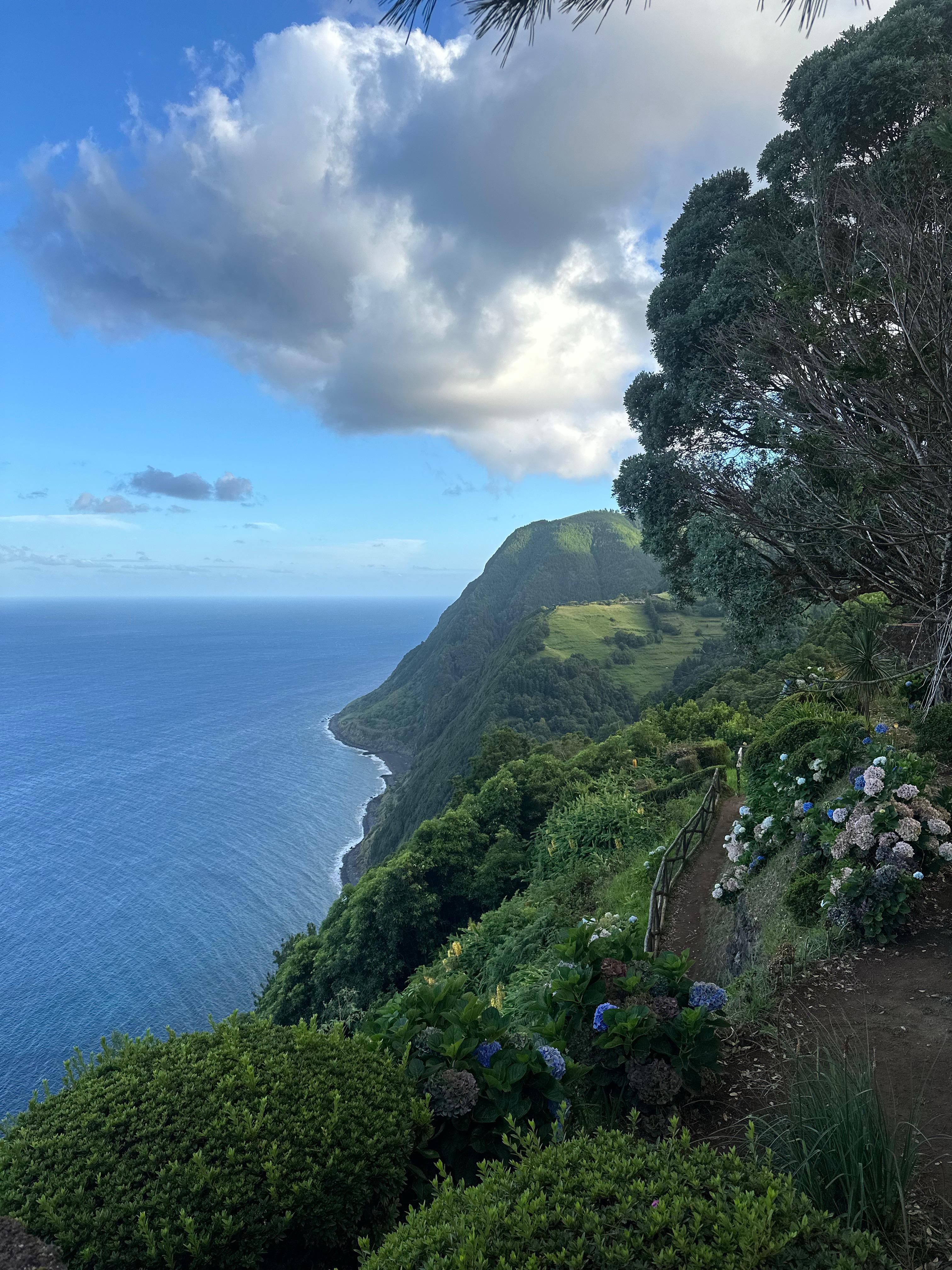 Açores — floresta