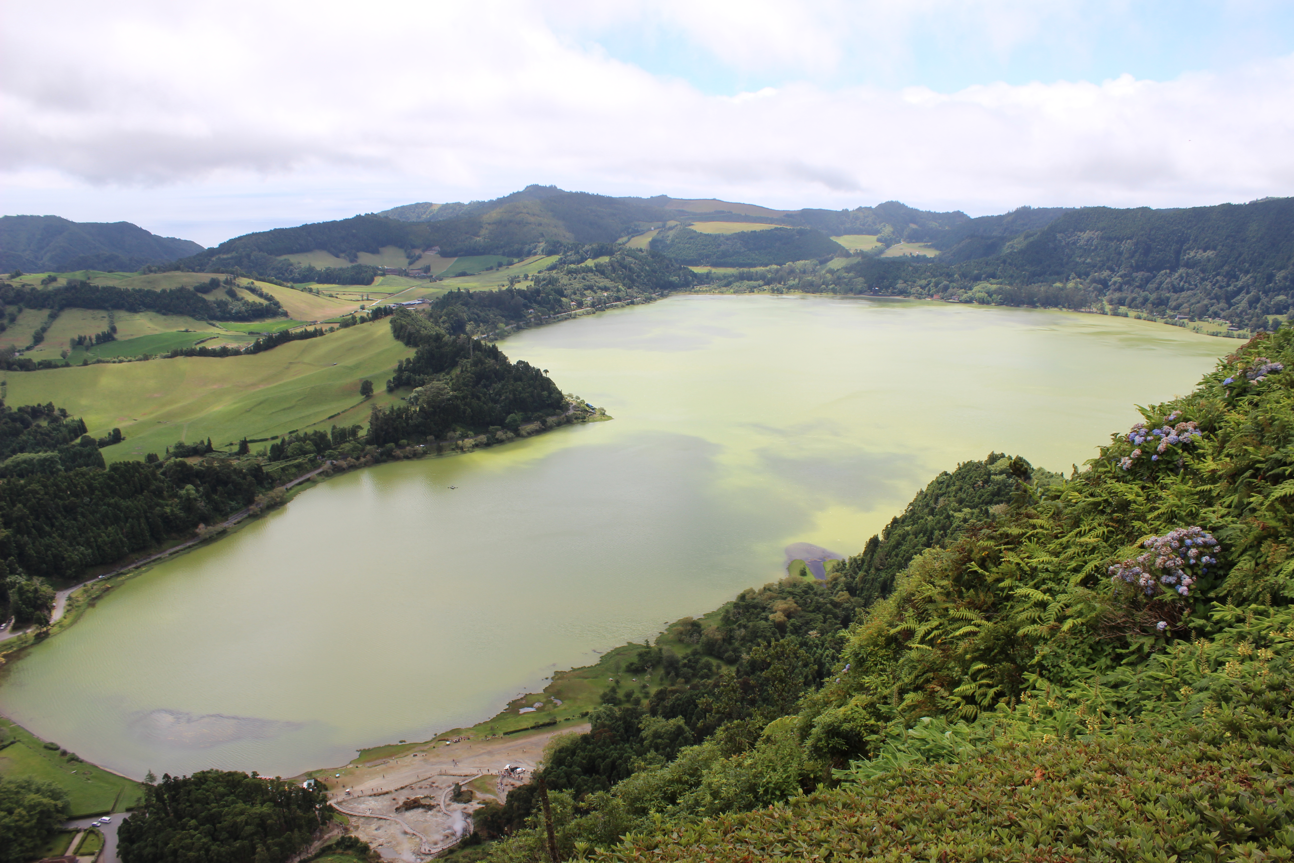 Açores — floresta nativa